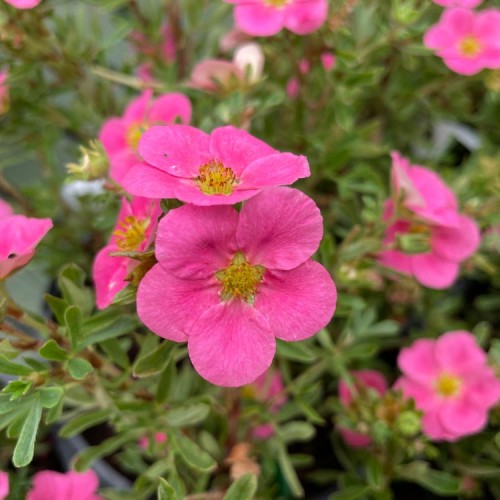 Potentilla New Dawn Pink Flowers | ScotPlants Direct